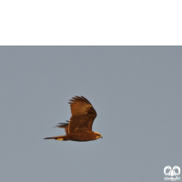 گونه سنقر تالابی Western Marsh Harrier